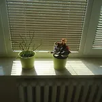 Studio Green