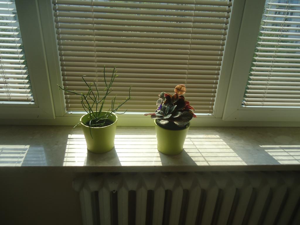 Studio Green Apartment *